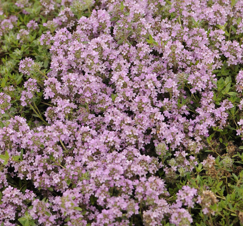 Magic Carpet Thyme | Natorp's Online Plant Store