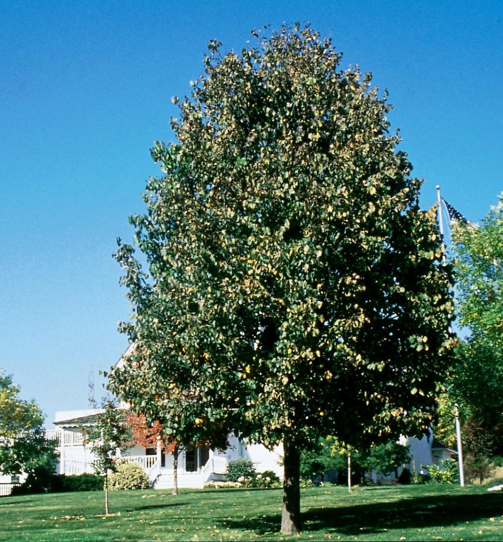 Frontyard American Linden | Natorp's Online Plant Store