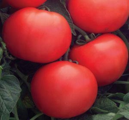 Bush Champion II Tomato | Natorp's Online Plant Store