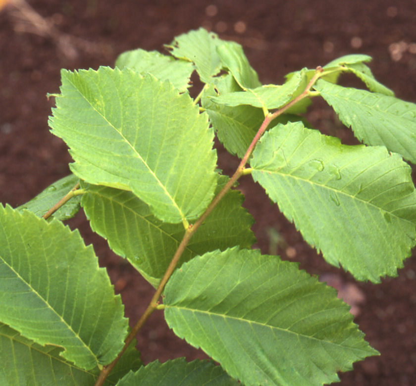 Valley Forge American Elm | Natorp's Online Plant Store