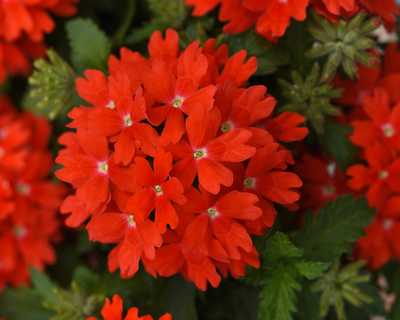 Lascar™ Orange Lava Verbena | Natorp's Online Plant Store