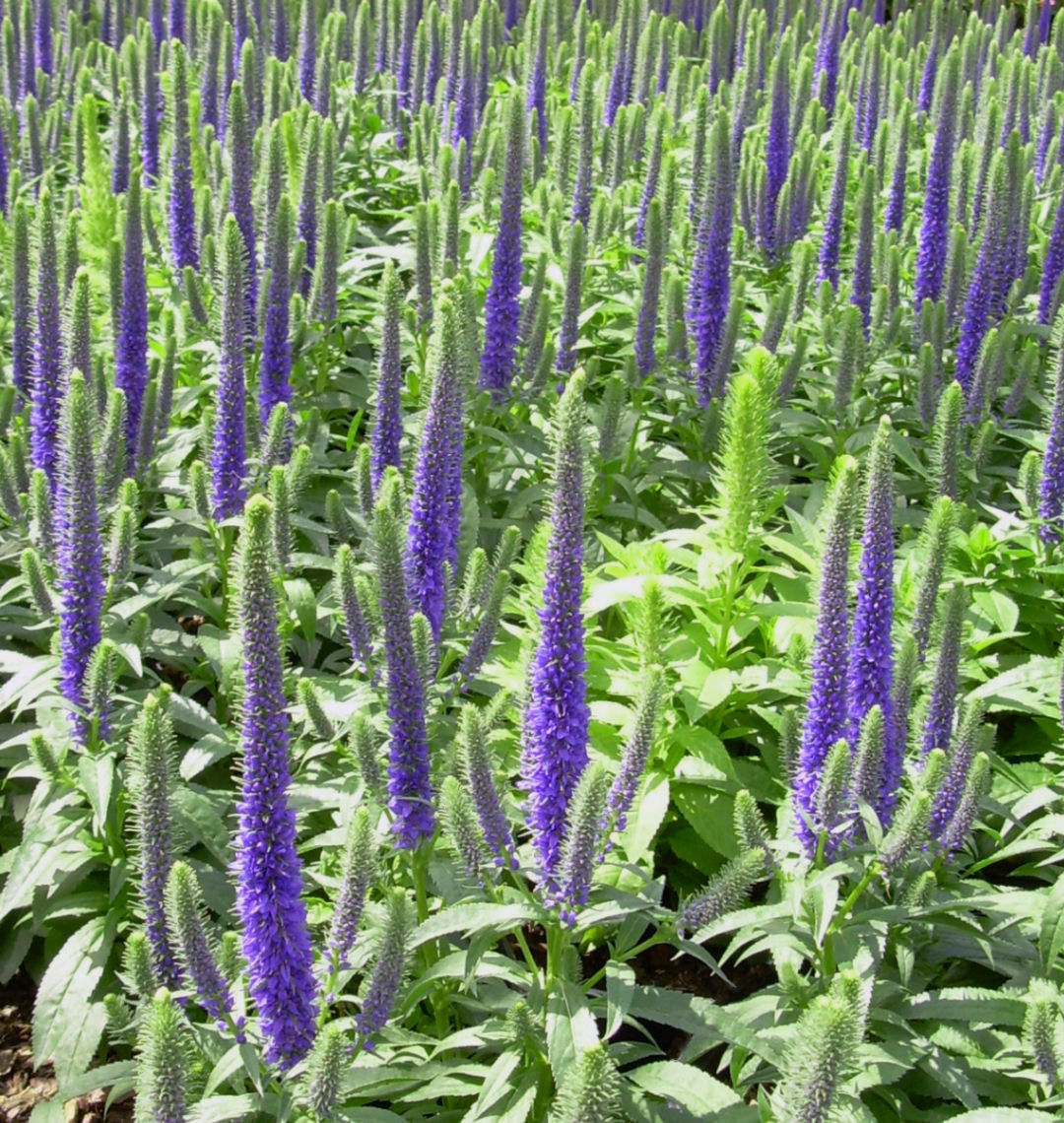 Royal Candles Speedwell | Natorp's Online Plant Store