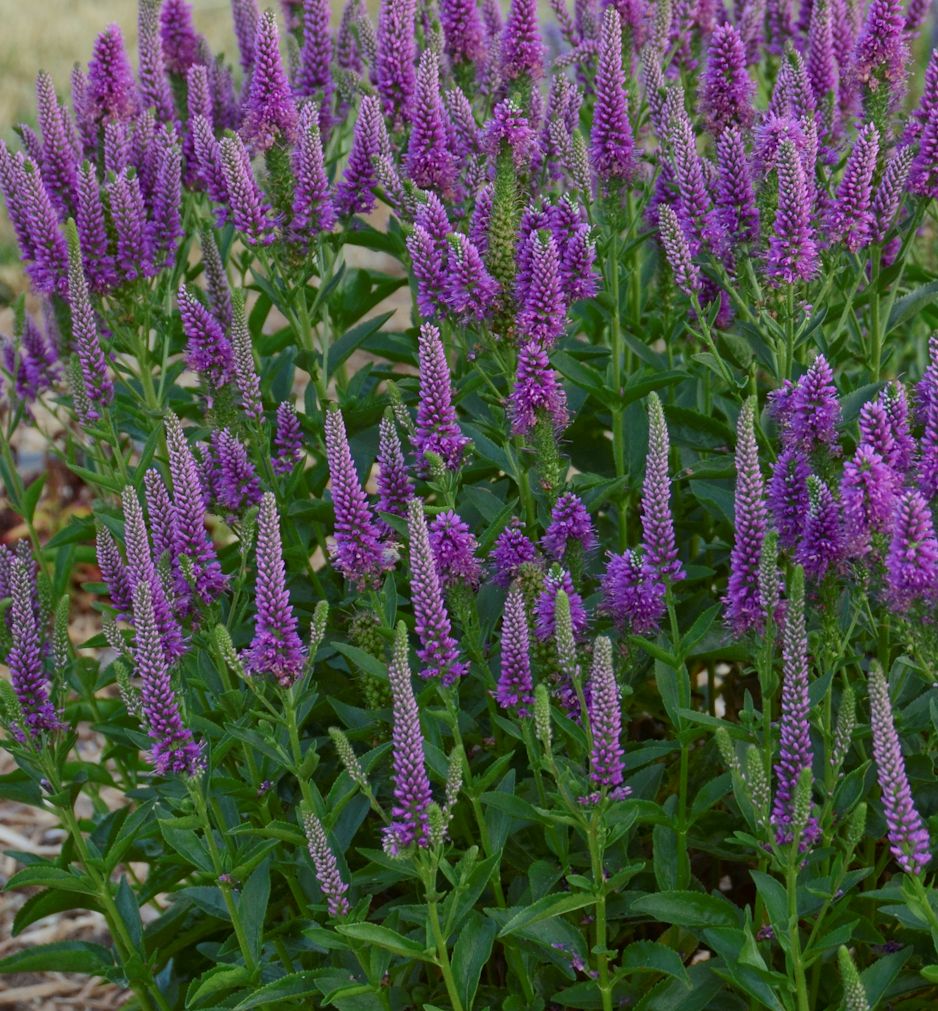 Very Van Gogh Speedwell | Natorp's Online Plant Store