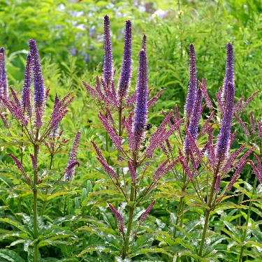 Cupid Veronicastrum | Natorp's Online Plant Store