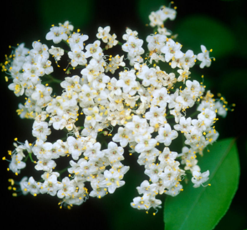 Blackhaw Viburnum Tree Form | Natorp's Online Plant Store