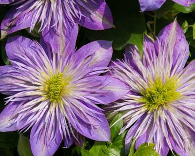 Crystal Fountain™ Clematis | Natorp's Online Plant Store