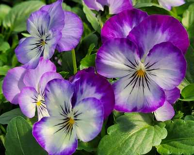 Penny™ Purple Picotee Viola | Natorp's Online Plant Store