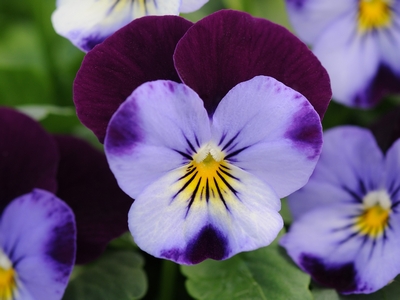 Sorbet® Denim XP Jump Up Mix Viola | Natorp's Online Plant Store