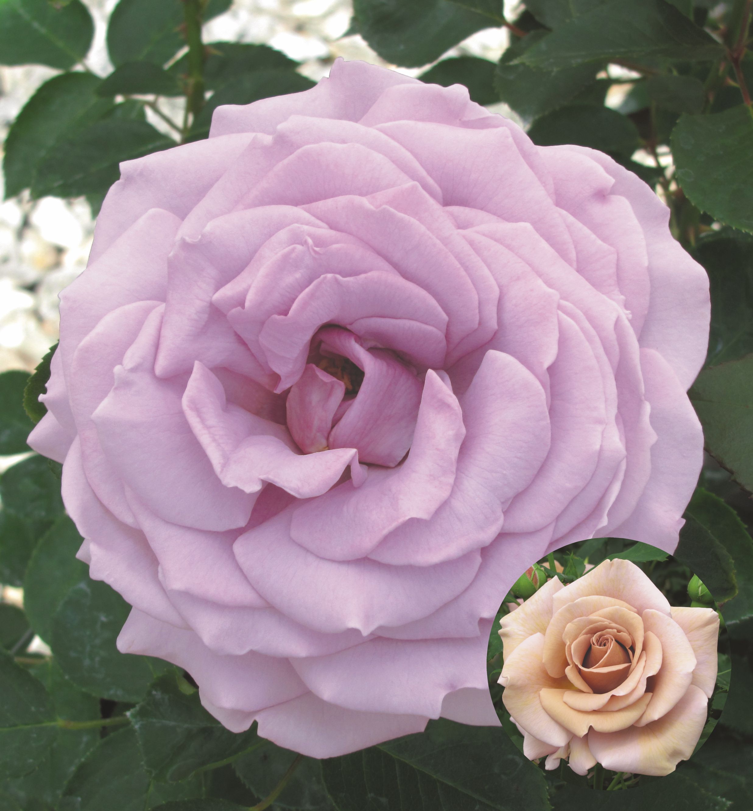 Роза флорибунда (Rosa koko Loko) Окс