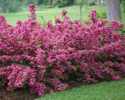 Sonic Bloom® Pink Reblooming Weigela | Natorp's Online Plant Store