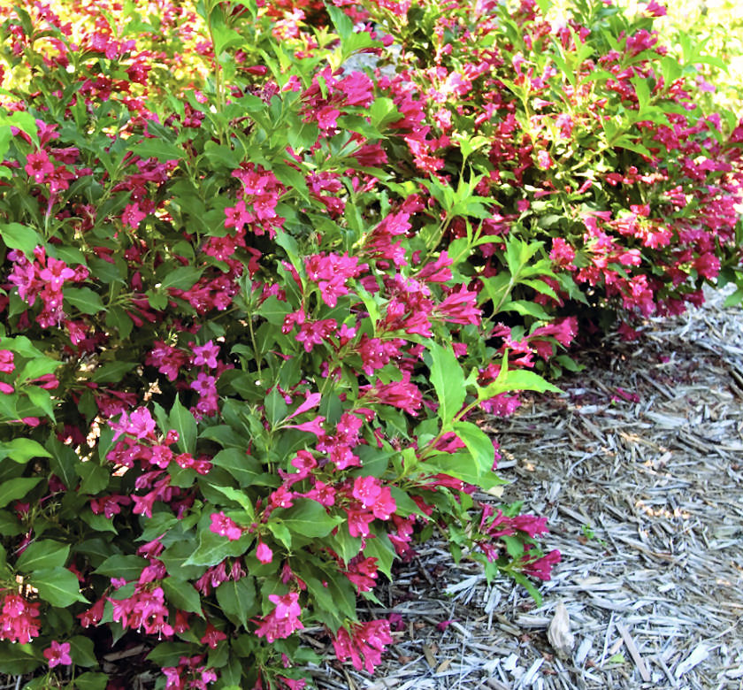 Red Prince Weigela | Natorp's Online Plant Store
