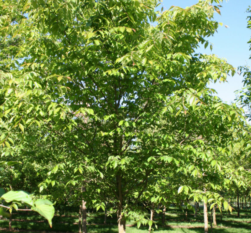 City Sprite® Japanese Zelkova | Natorp's Online Plant Store