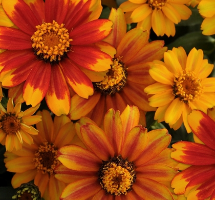 Zahara Sunburst Zinnia | Natorp's Online Plant Store