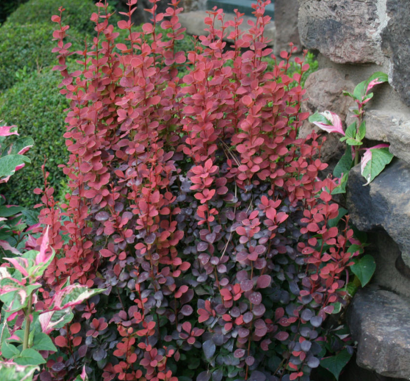 Orange Rocket Barberry | Natorp's Online Plant Store