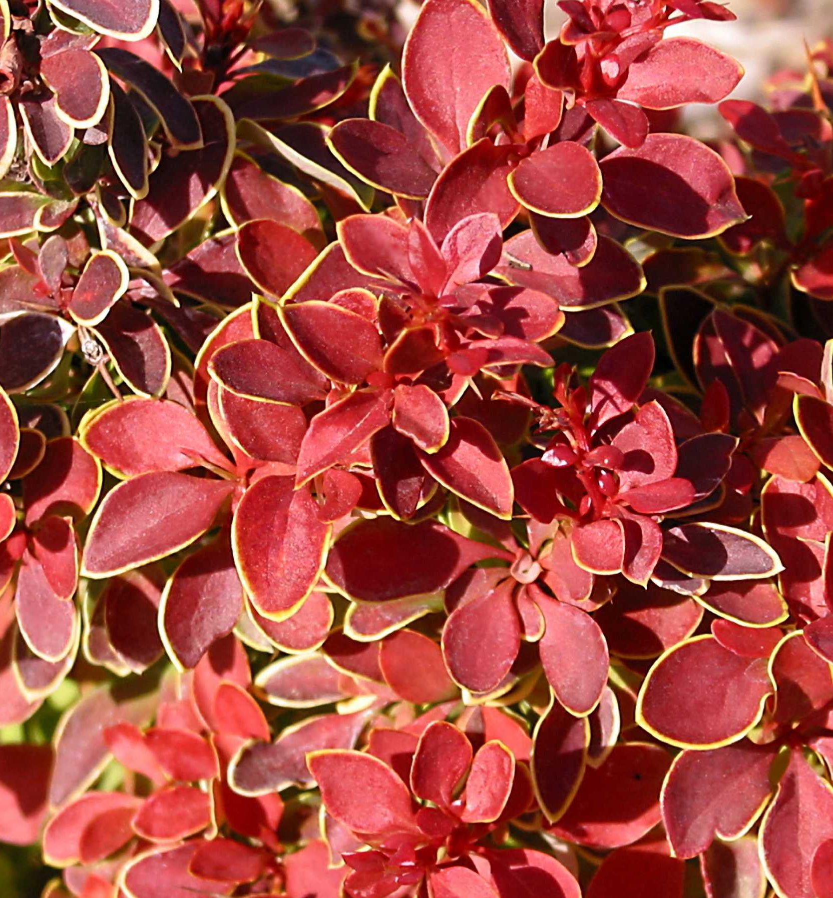 Admiration Barberry | Natorp's Online Plant Store