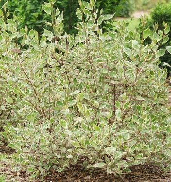 Sgt. Pepper™Variegated Tartarian Dogwood | Natorp's Online Plant Store