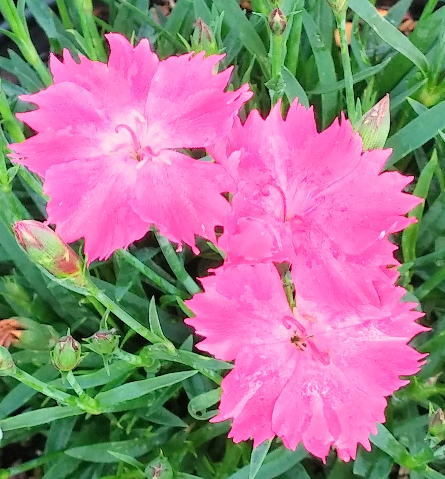 Kahori® Garden Pinks | Natorp's Online Plant Store