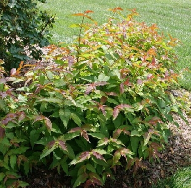 Kodiak® Red 2.0 Bush Honeysuckle | Natorp's Online Plant Store