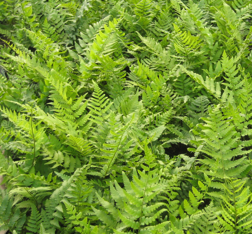 Dixie Wood Fern | Natorp's Online Plant Store