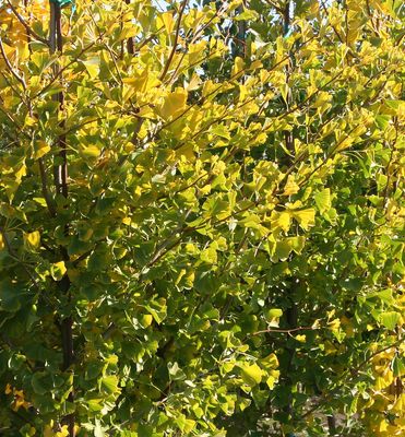 Goldspire™ Ginkgo | Natorp's Online Plant Store