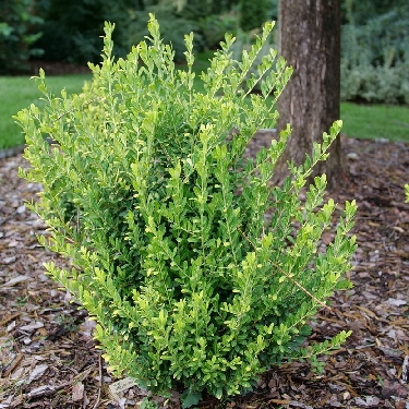 Glow Pop™ Japanese Holly | Natorp's Online Plant Store