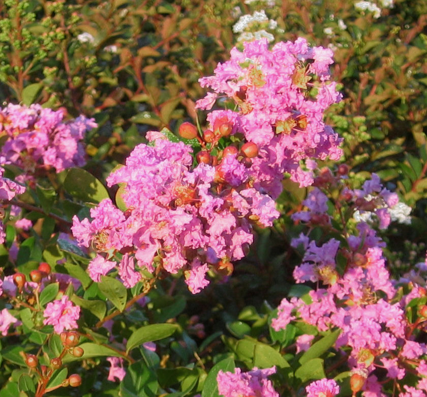 Orchid Cascade Crape Myrtle | Natorp's Online Plant Store