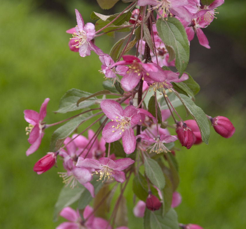 Ruby Tears™ Crabapple | Natorp's Online Plant Store