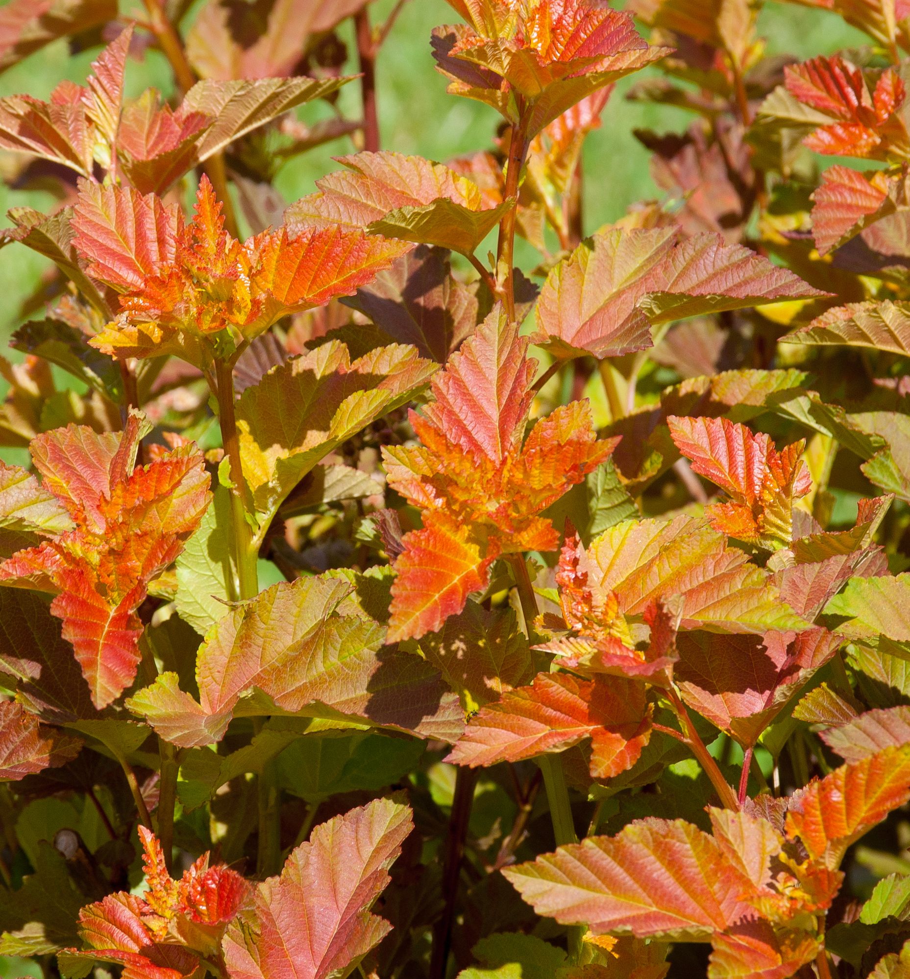 Amber Jubilee™ Ninebark Tree Form | Natorp's Online Plant Store