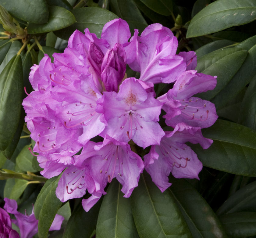 English Roseum Rhododendron | Natorp's Online Plant Store