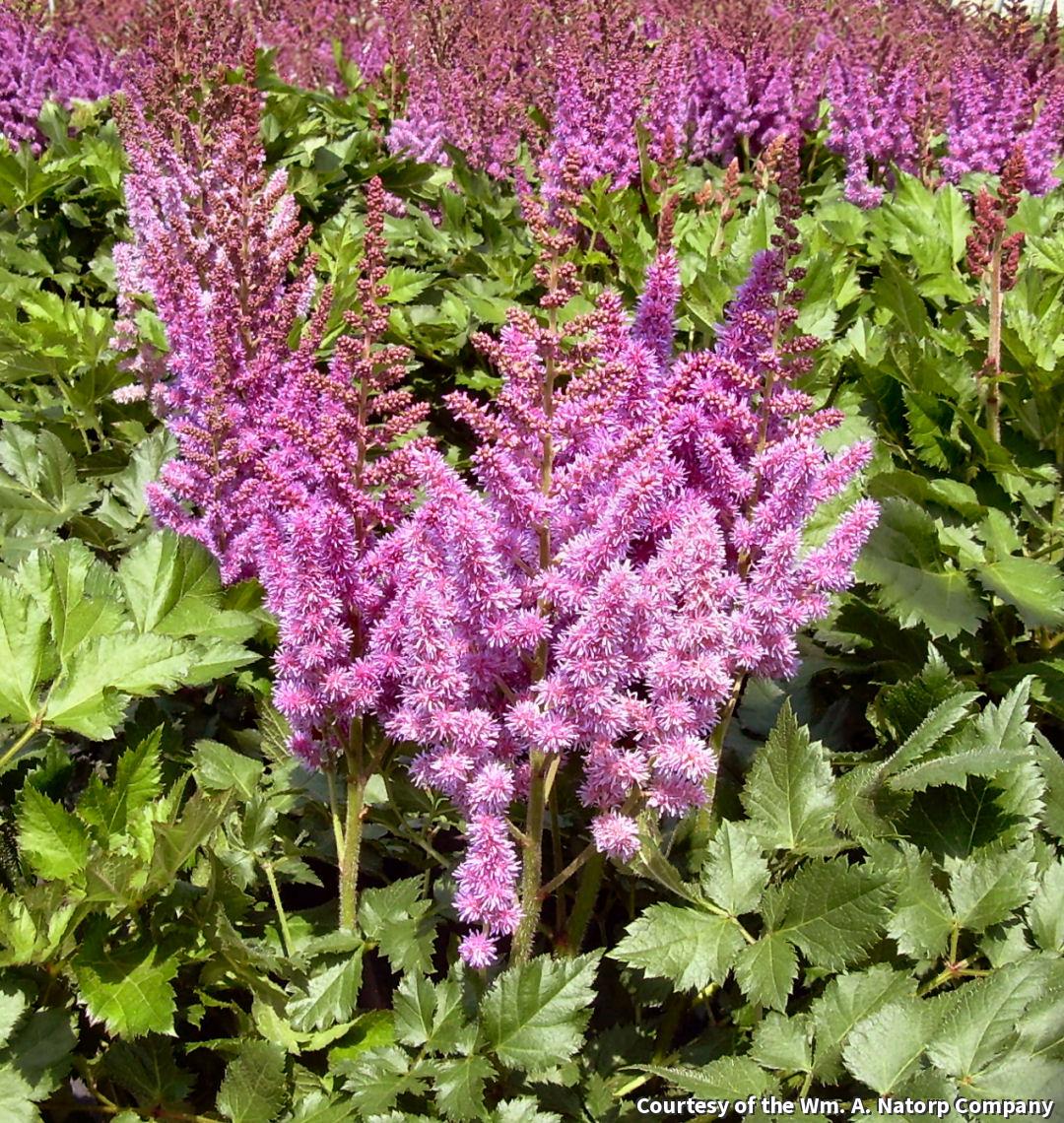 Visions Astilbe