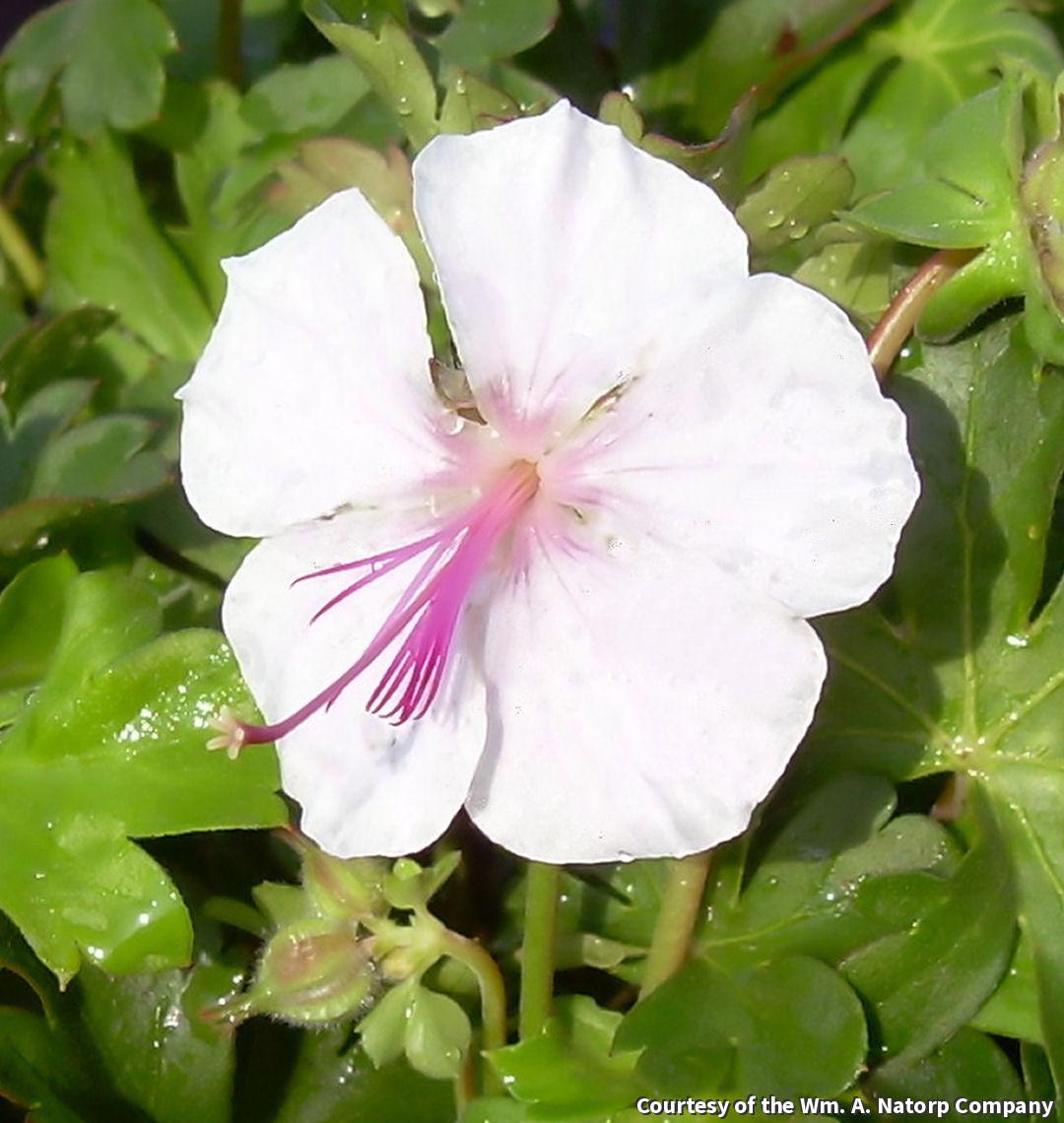 Biokovo Geranium
